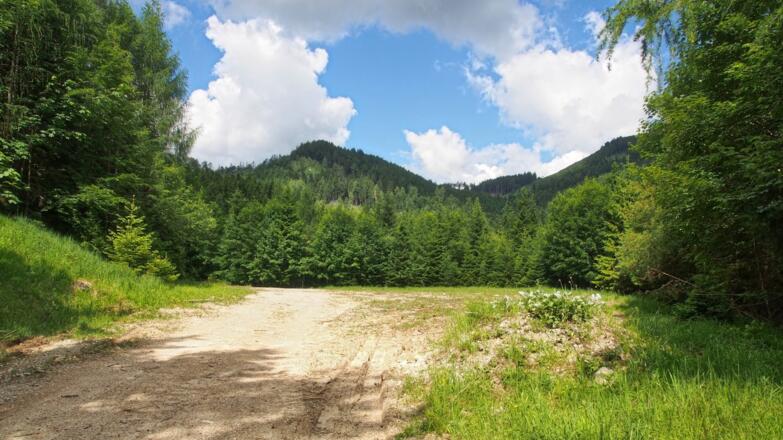 Anhöhe entlang der oberen Forststraße