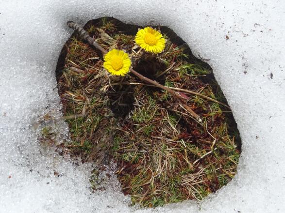 Huflattich kämpfen sich zur Sonne