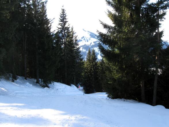 Abfahrt in der Waldschneise im Bereich der ehemaligen Piste.
