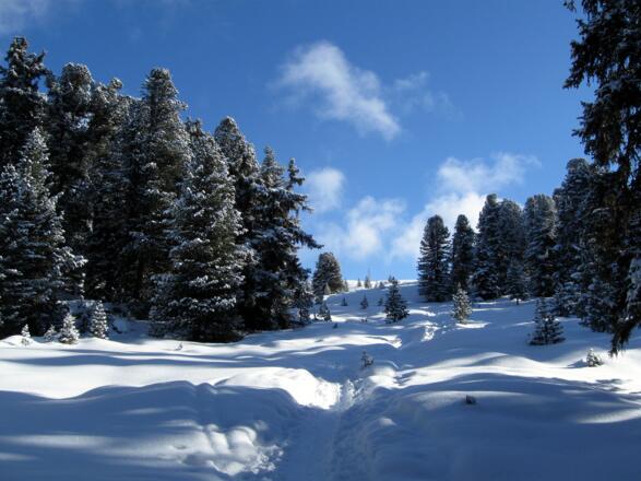 Durch den lichten Wald geht man auf die Geländekante zu.