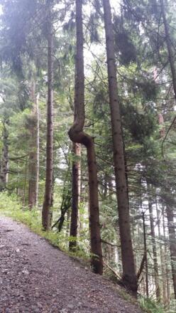 Kurioses im Wald.