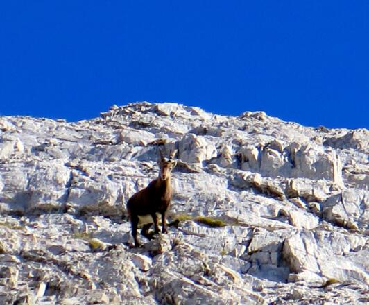 Steinböcke waren unsere Wegbegleiter