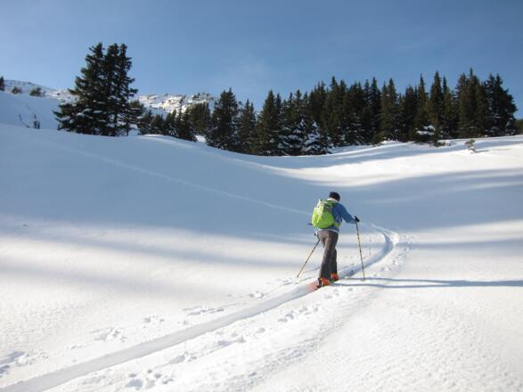 Die Waldgrenze rückt näher und ...