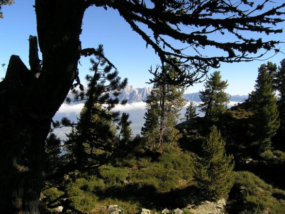 Auf dem Zirbenweg zur Viggarspitze