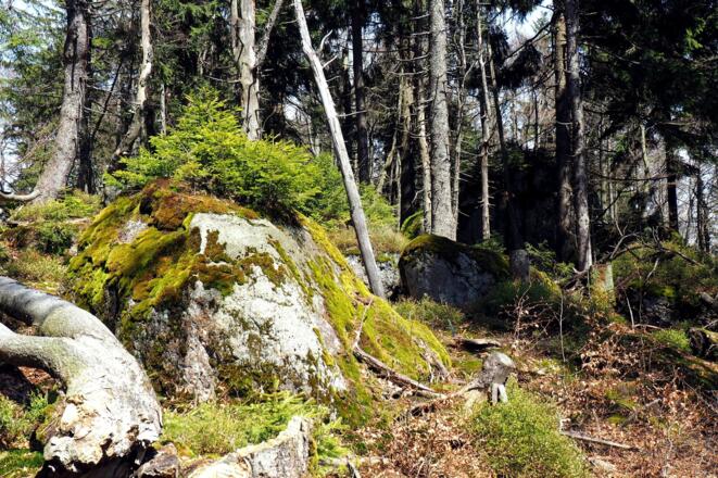 Gratgipfel 1222m