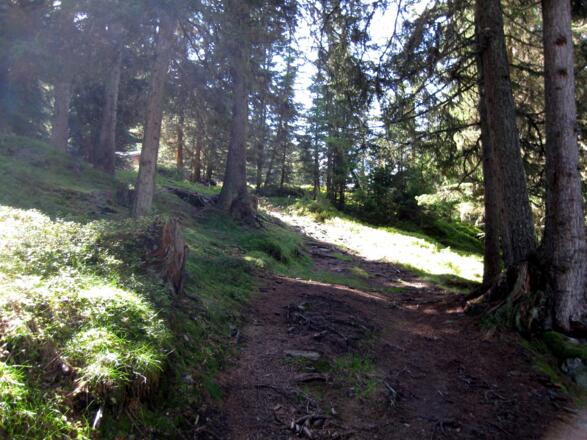 Schönes Steiglein durch den Wald Richtung Nederer Hütte.