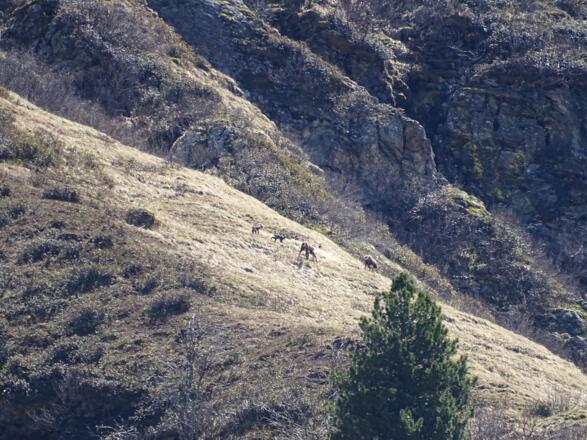 Gemsen mit ihren Jungen