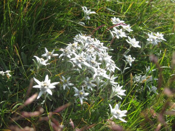 Edelweiss in der Nähe der Hütte