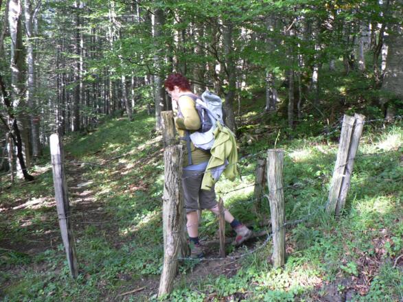 Durch den Wald bergab