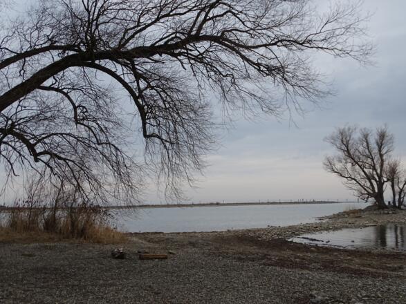 An der Nordspitze vom Rheinholz