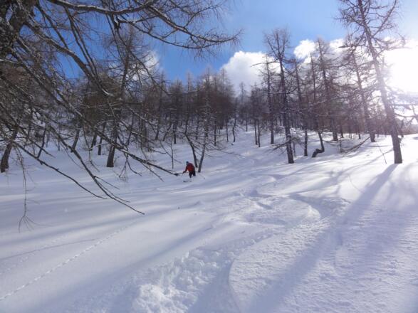 Abfahrt im lichten Lärchenwald zur Stubwiesalm