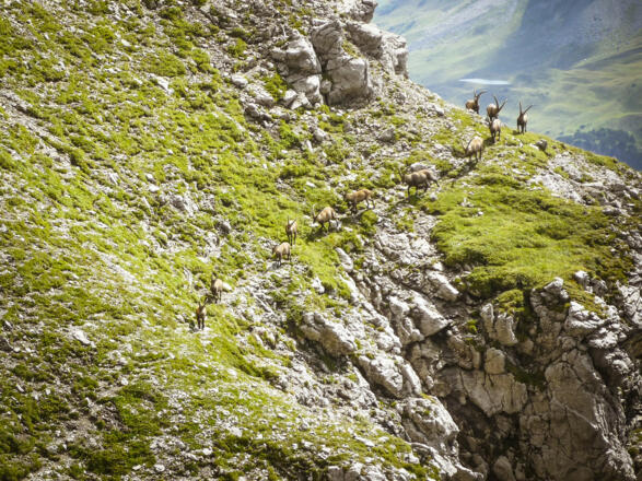 Alpensteinböcke im Rudel. Der vordere hat zuvor die Lage gechekt und dann folgte der Rest