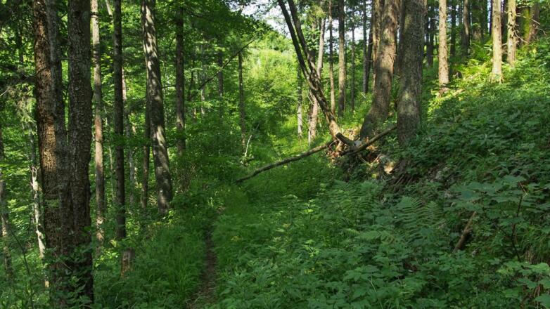 Abstieg am Weg südseitig des Sonnkogels