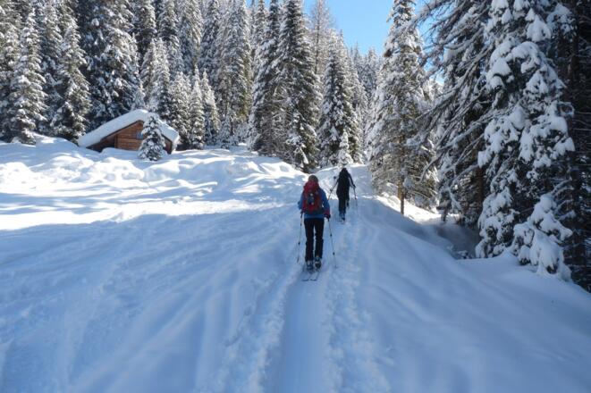 Teils auf dem Rodelweg und dann wieder abkürzend durch den lichten Wald steigen wir zur Kofleralm bergan.
