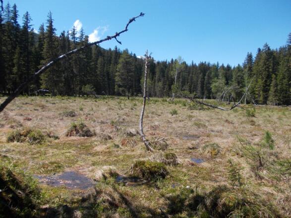 Hochmoor "Wildmoos" im Radurschltal