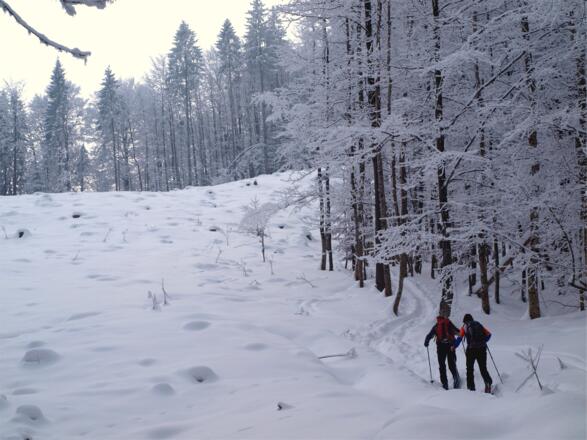Forststraße um 770m links verlassen