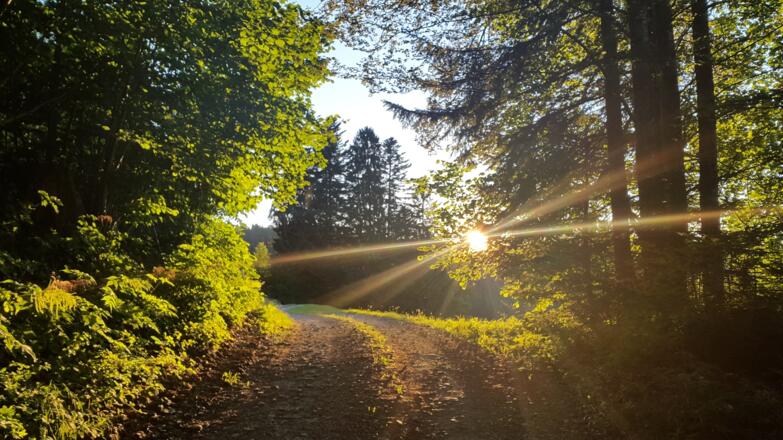 Schöne Abendstimmung im Rotenbergwald
