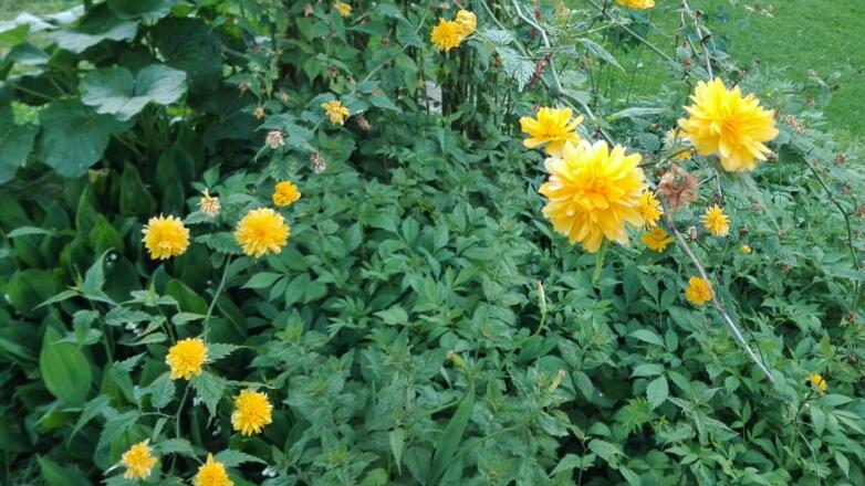 Blumen