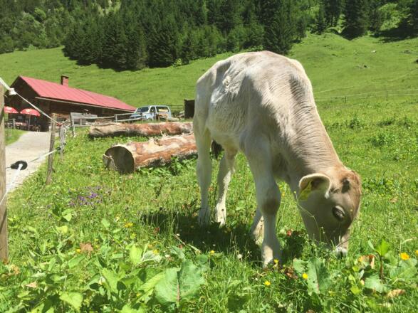 Bei der Naturalpe Schönesboden