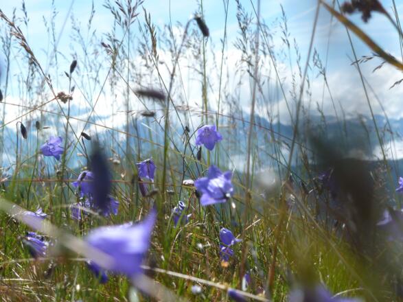 Im Gipfelbereich der Sausteige: Glockenblumen mit den vergletscherten Gipfeln der Hohen Tauern im Hintergrund.