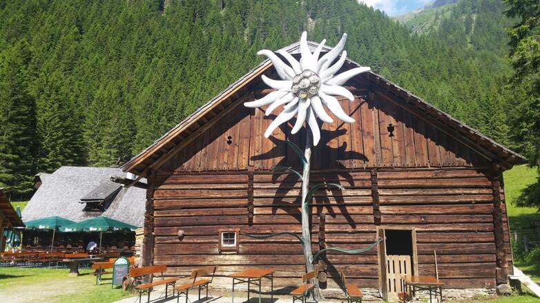 Größte Edelweiß der Alpen
