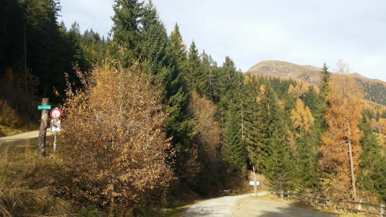 Forstweg im Hintergrund der Gumma