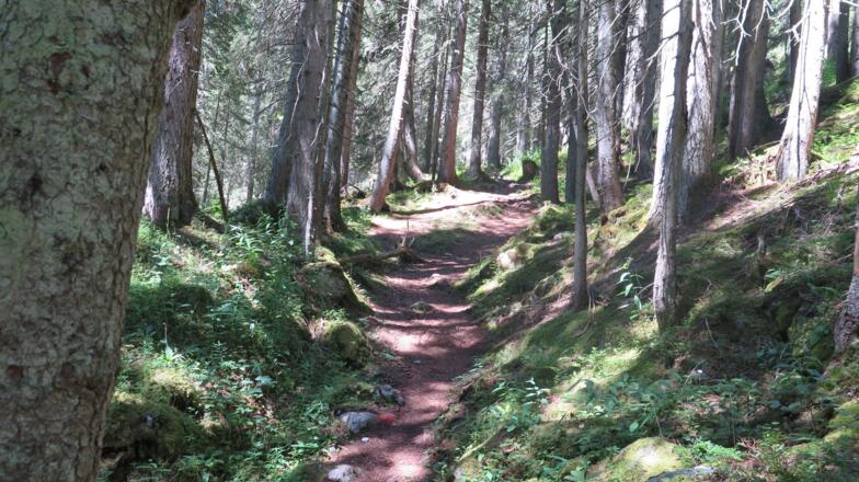 Trampelpfade durch den Wald