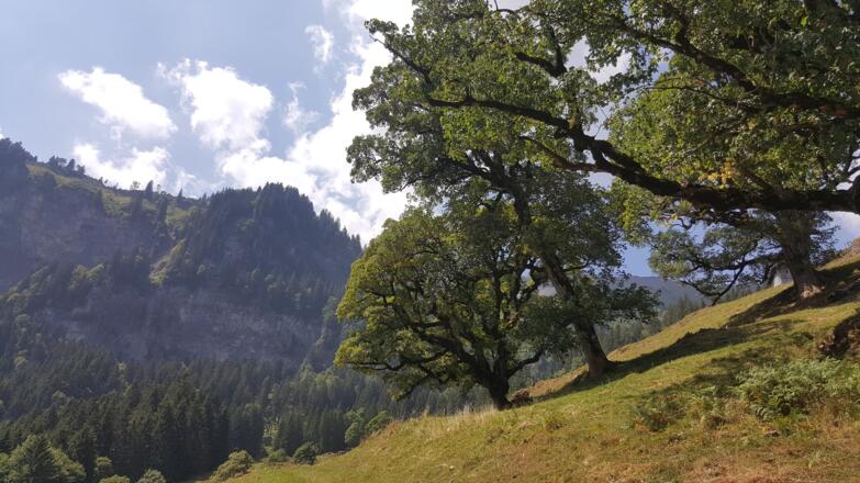 Schöne Bergahorn im Mellental