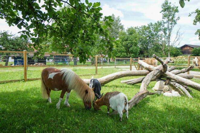 Tiere auf dem Hof