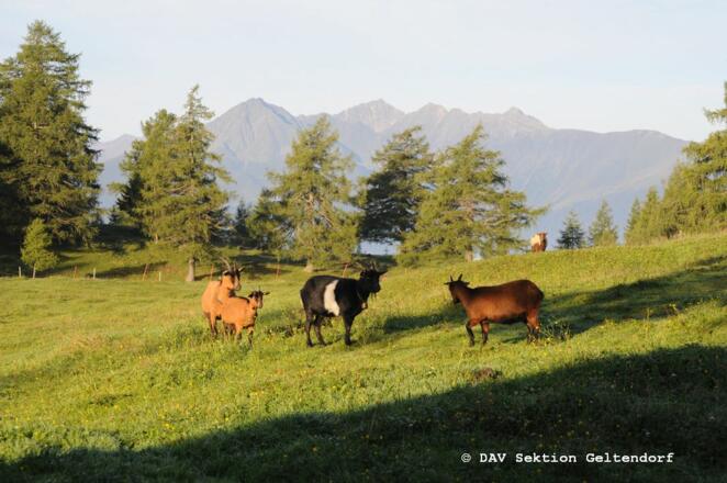 Ziegen auf der Almweide mit Blick zum Rangger Köpfel