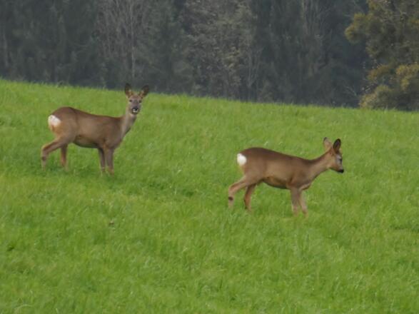 Rehe