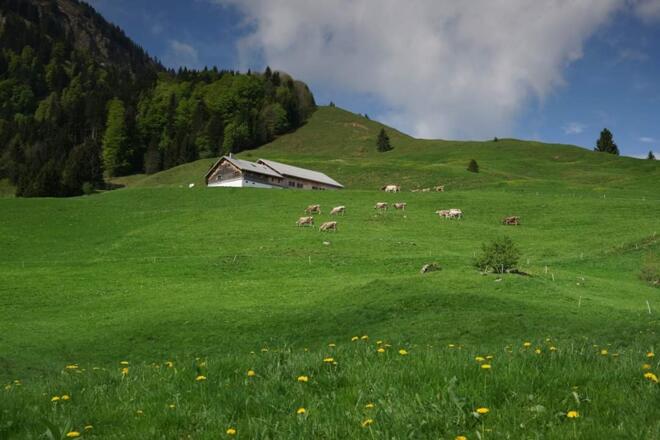 Alpe Erles Finne Egg
