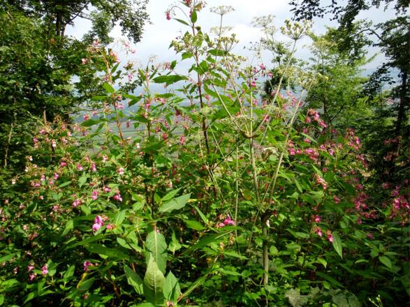 Abstieg von der Ruine auf der Straße