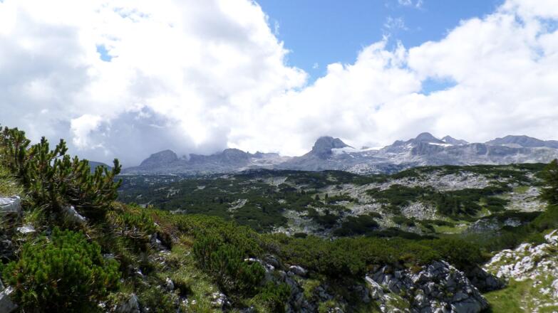 Latschenwälder
