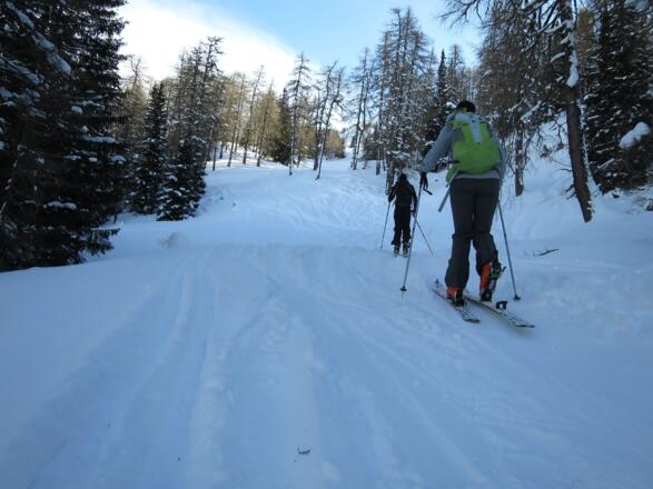 Auf ca. 1900 m wird der Wald rasch lichter ...