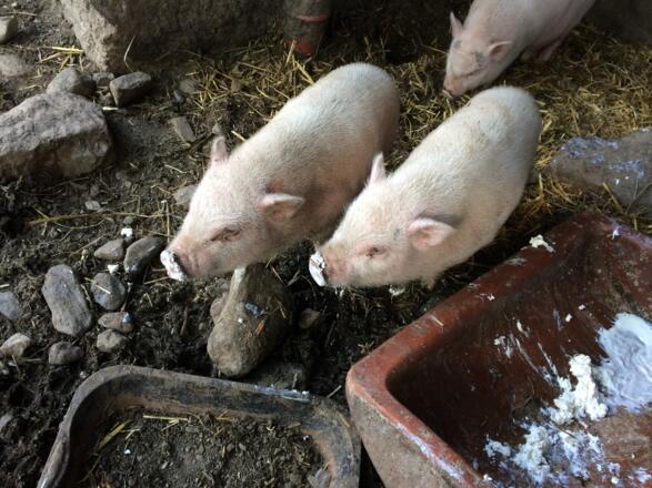 Minischweine auf der Fallhausalm
