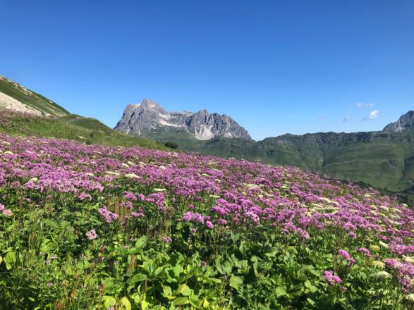 Weg Warth Richtung Bürstegg Blick Widderstein
