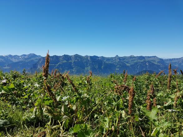 Rundumblick auf Baumgarten