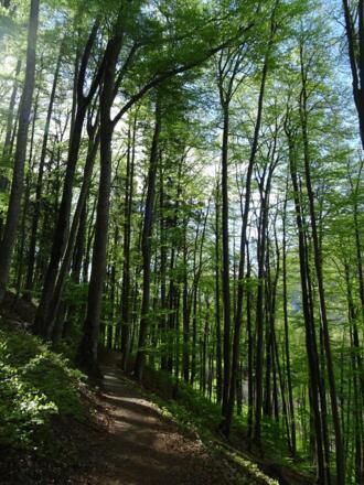 Schattenspendender Buchenwald