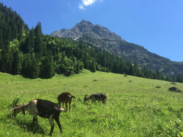 Gemsteltal im Sommer