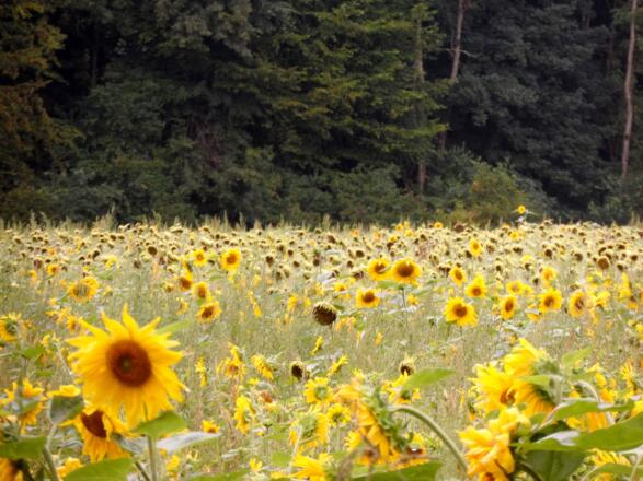Sonnenblumenfeld