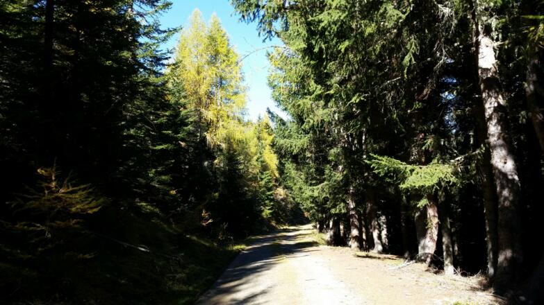 Forstweg folgen