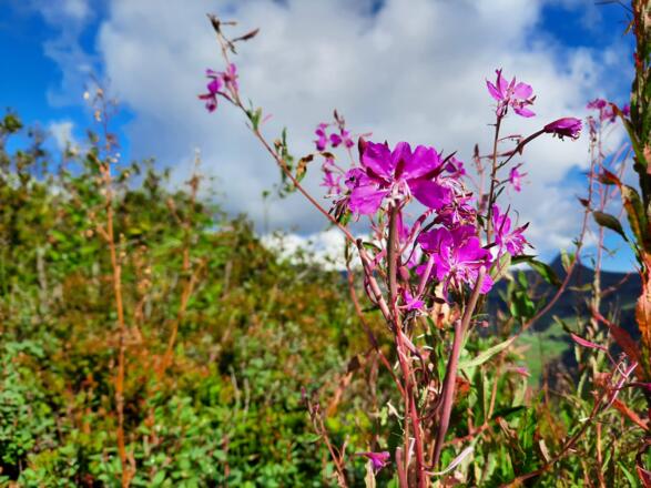 Unterschiedlichste Blumen gibt es entlang des Weges zu entdecken