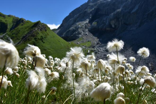 Wollgras auf dem Weg zum Gafalljoch