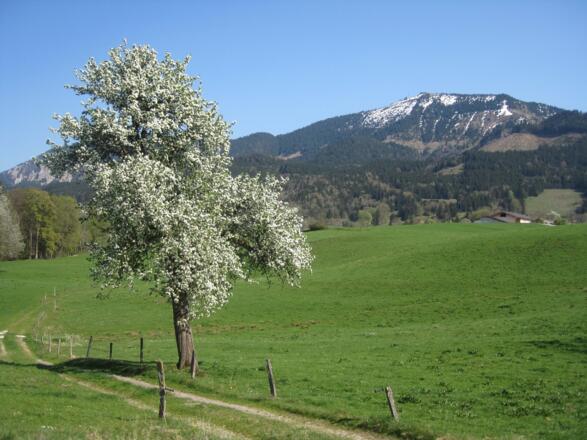 Im Frühling
