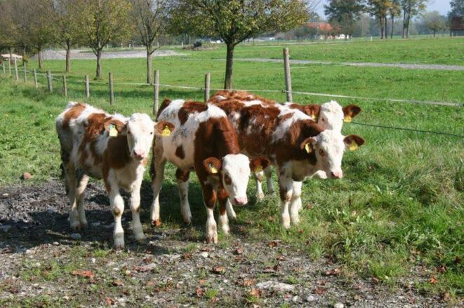 Unsere kleinen Kälber