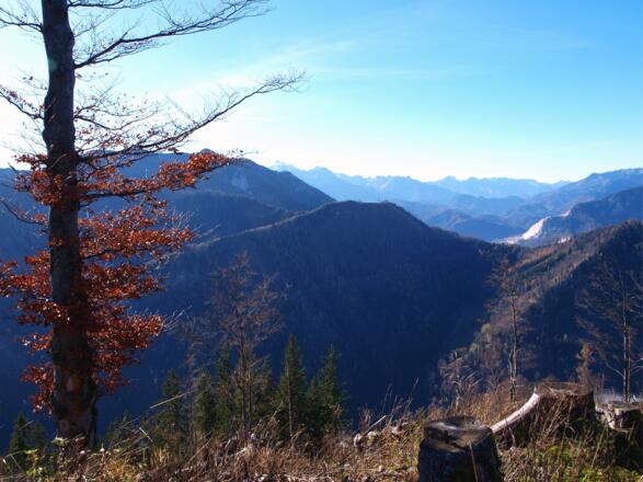 Abstieg vom Kamm 1280 m  links bei dieser Buche
