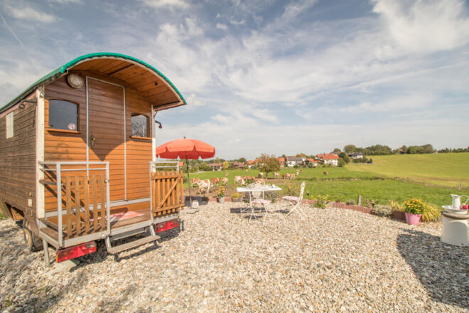 Glückliche Kühe auf der Weide am Schäferwagen