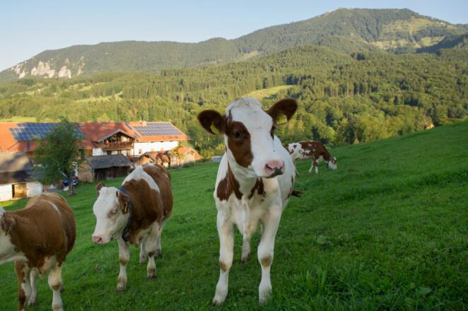 Kälbchen