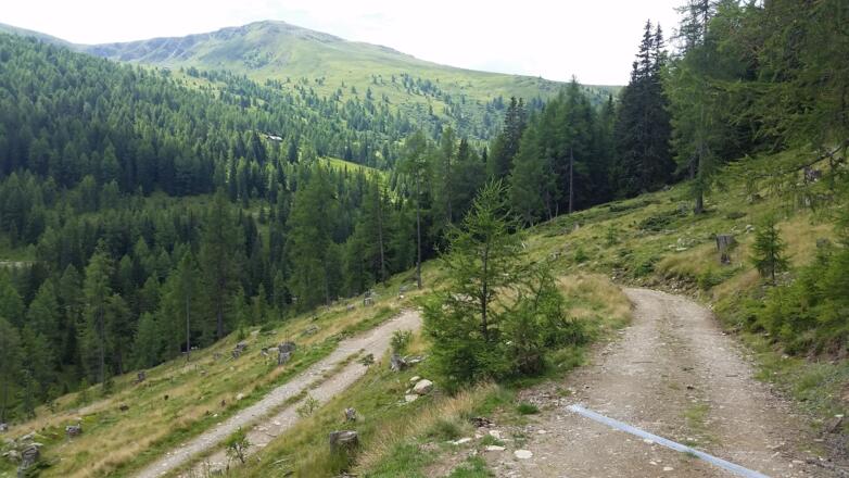 Die Forststraße führt ca. 100 Höhenmeter bergab